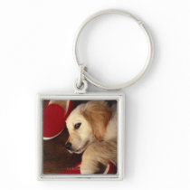 Dog with shoes lying on wooden floor, elevated key chains