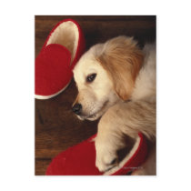 Dog with shoes lying on wooden floor, elevated postcards