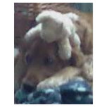 dog with teddys custom flyer