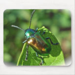 Dogbane Beetle Mousepad