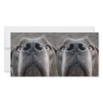 Doggennase