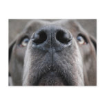 Doggennase