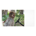 Doggie Driver photo cards
