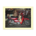 Doggies on bike greetingcard postcards