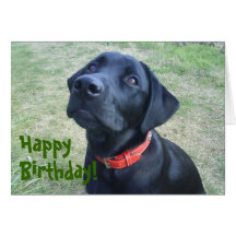 Doggy Birthday Card!
