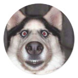 DogObedienceTraining stickers
