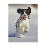 Dogs - 1 postcards
