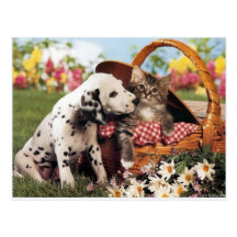 Dogs and cats do get along post card