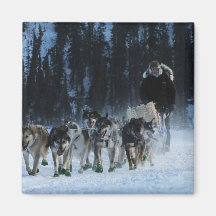Dogs and Musher Magnets