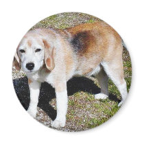 Dogs Beagles Refrigerator Magnet