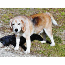 Dogs Beagles Photo Cut Out
