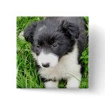 DOGS buttons