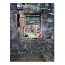 Dogs in the Window Post Cards