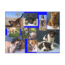 Dogs of the OKC Animal Shelter Post Card