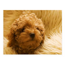 Dogs postcards