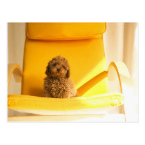 Dogs postcards