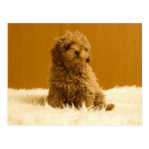 Dogs postcards