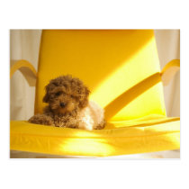 Dogs postcards