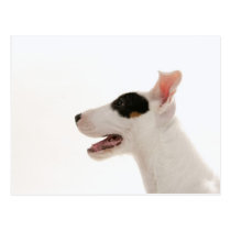 Dogs postcards