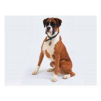 Dogs postcards