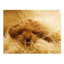 Dogs postcards