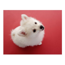 Dogs postcards