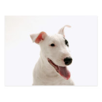 Dogs postcards