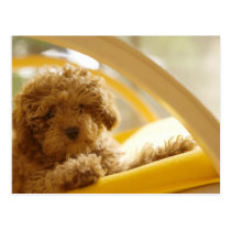 Dogs postcards
