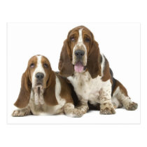 Dogs postcards