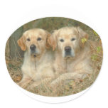 Dogs stickers