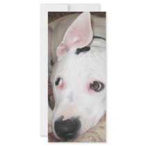 dogsmay2006 custom rack card