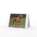 Dogue de Bordeaux 9Y201D-159 cards