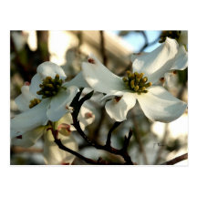 Dogwood Blooms Postcard