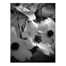 Dogwood Blossoms Bk-Wh-V Post Cards
