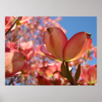 DOGWOOD Flowers 4 Nature Art Prints Posters Art