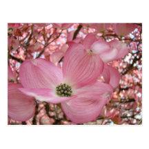 DOGWOOD FLOWERS Pink 1 Cards Art Gifts Mugs Post Cards