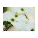 Dogwood Flowers Postcard