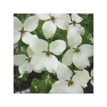 Dogwood Flowers Wrapped Canvas Gallery Wrapped Canvas