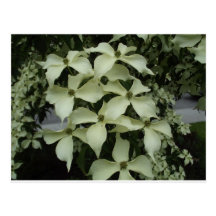 Dogwood Postcard