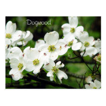 Dogwood Postcard
