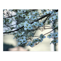 Dogwood Postcards