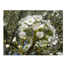 Dogwood spring postcard