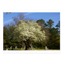 Dogwood tree post card