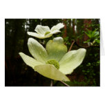 Dogwoods and Redwoods Card