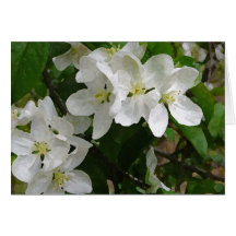 Dogwoods Greeting Card