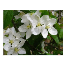 Dogwoods Post Card