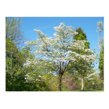 Dogwoods Post Cards