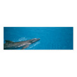 DOLLY FIN BUSINESS CARD