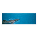DOLLY FIN business cards