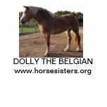 DOLLY THE BELGIAN T-SHIRT